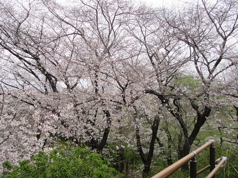 箱根山の桜