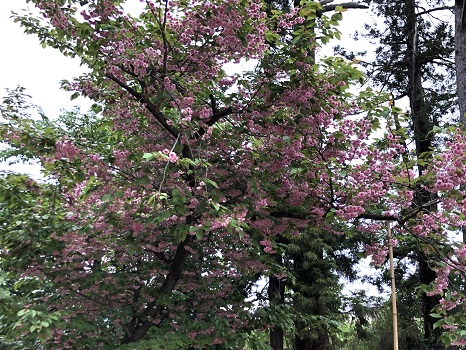 八重桜