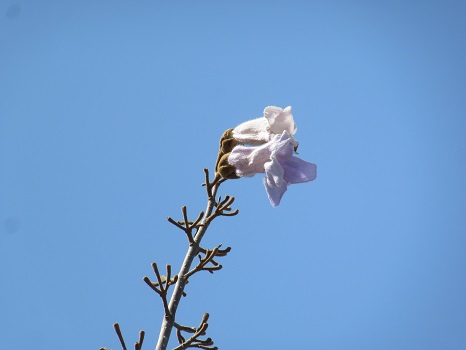 桐の花