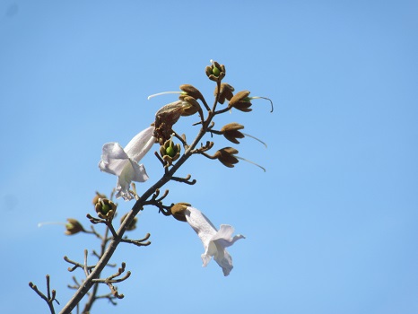 桐の花