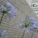 梅雨迎えの七草、6つ目は、今年は少し早すぎな開花じゃあないですか？と申し上げたいこの花「紫君子欄」にしてしまいます😊／6/9=旧暦5/4・甲辰