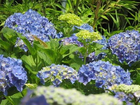 母の庭の紫陽花