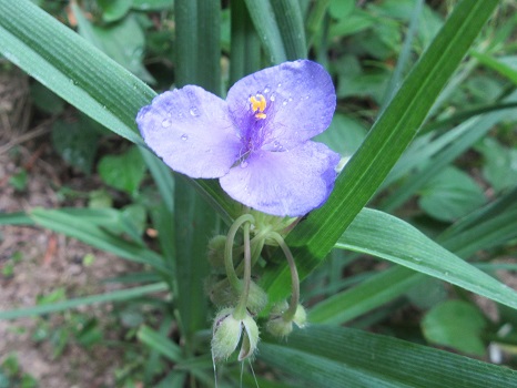 紫つゆ草の花