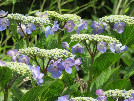 額紫陽花