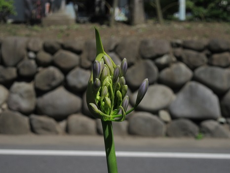 紫君子蘭の蕾